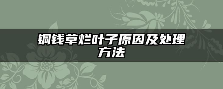 铜钱草烂叶子原因及处理方法