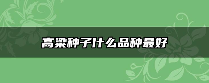 高粱种子什么品种最好