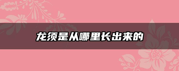 龙须是从哪里长出来的