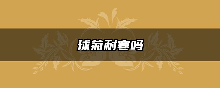 球菊耐寒吗