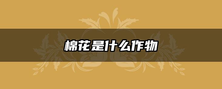 棉花是什么作物