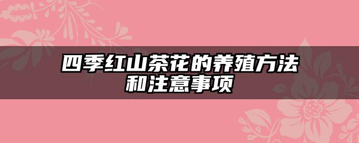 四季红山茶花的养殖方法和注意事项