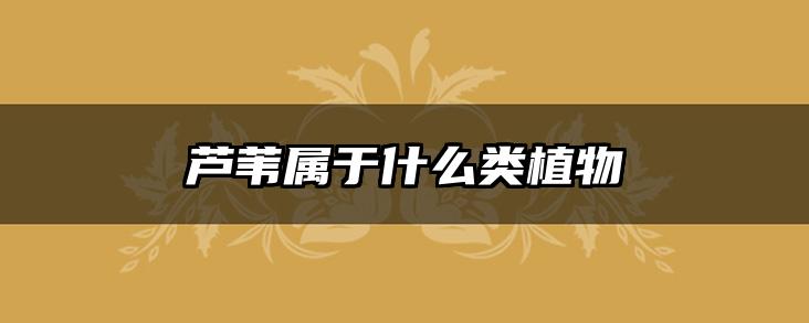 芦苇属于什么类植物
