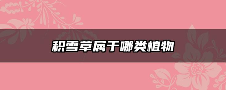 积雪草属于哪类植物