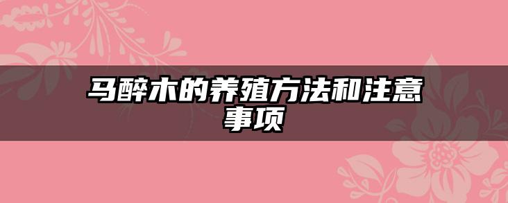 马醉木的养殖方法和注意事项