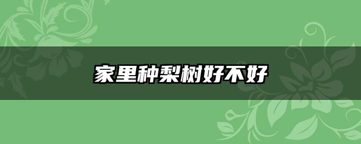 家里种梨树好不好