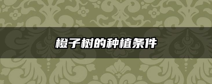橙子树的种植条件