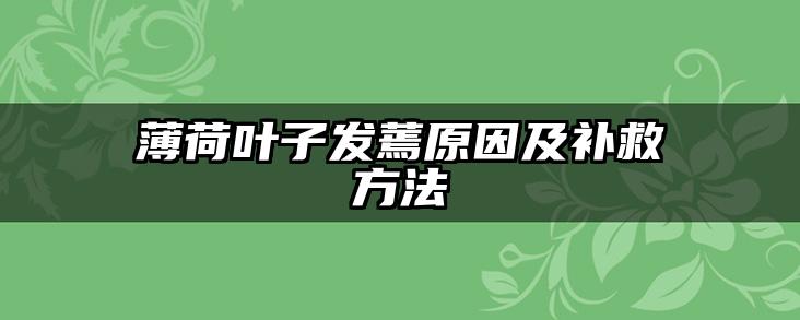 薄荷叶子发蔫原因及补救方法