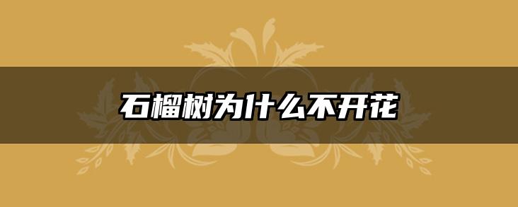 石榴树为什么不开花