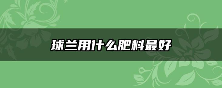 球兰用什么肥料最好