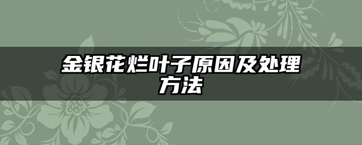 金银花烂叶子原因及处理方法