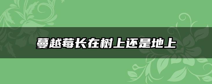蔓越莓长在树上还是地上