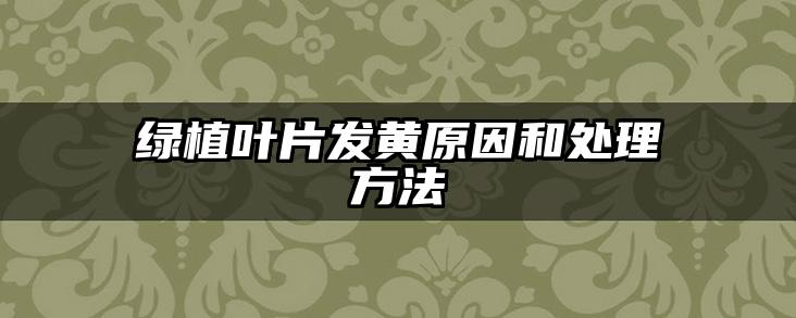 绿植叶片发黄原因和处理方法