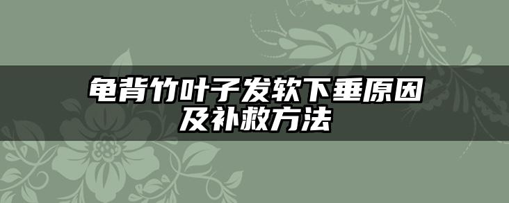 龟背竹叶子发软下垂原因及补救方法