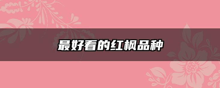最好看的红枫品种