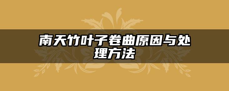南天竹叶子卷曲原因与处理方法