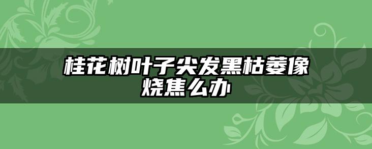 桂花树叶子尖发黑枯萎像烧焦么办