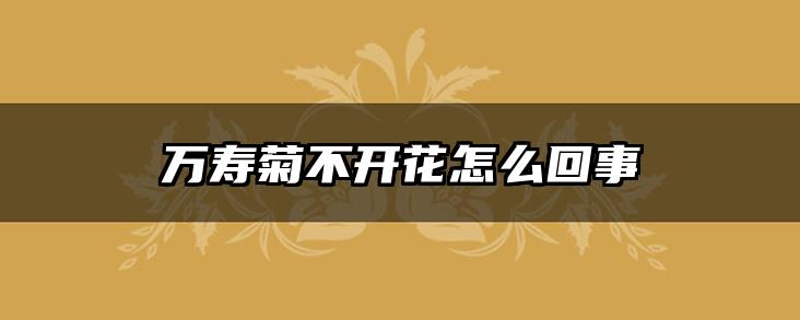 万寿菊不开花怎么回事