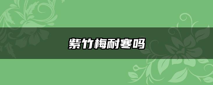 紫竹梅耐寒吗