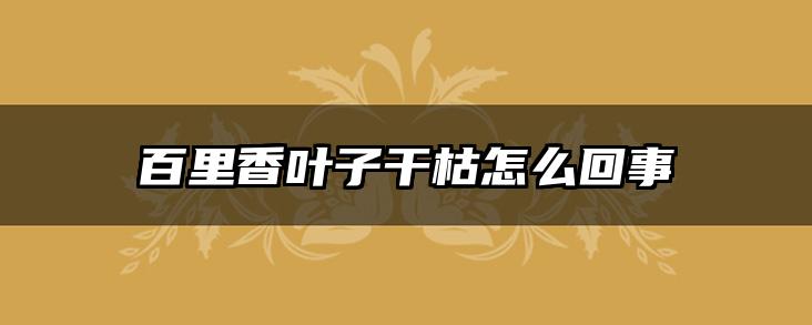 百里香叶子干枯怎么回事