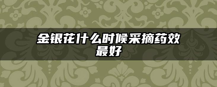 金银花什么时候采摘药效最好