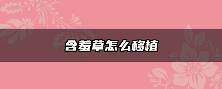 含羞草怎么移植