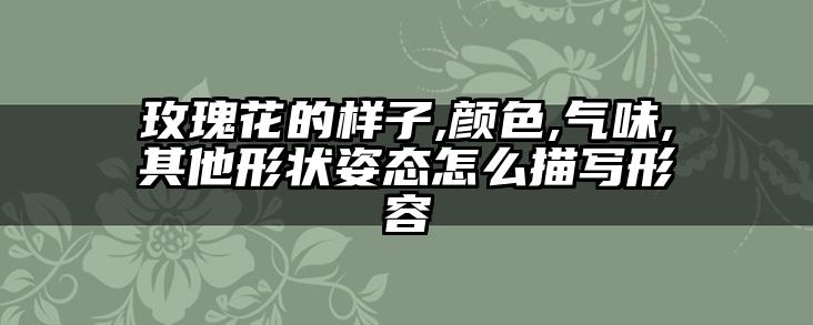 玫瑰花的样子,颜色,气味,其他形状姿态怎么描写形容