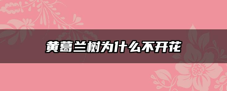 黄葛兰树为什么不开花