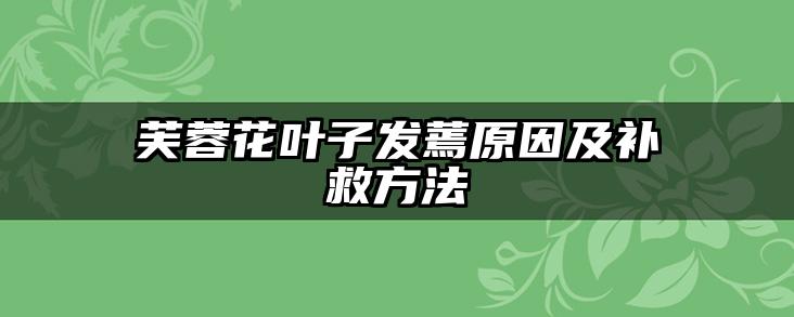 芙蓉花叶子发蔫原因及补救方法