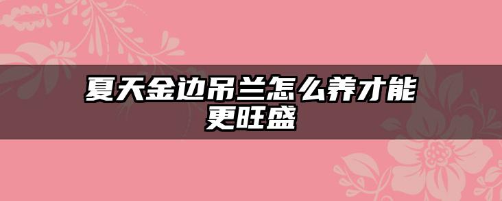 夏天金边吊兰怎么养才能更旺盛