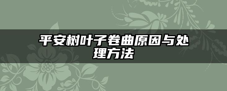 平安树叶子卷曲原因与处理方法