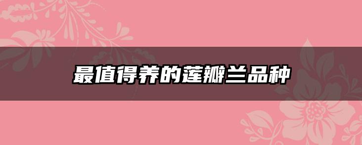 最值得养的莲瓣兰品种
