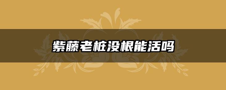 紫藤老桩没根能活吗