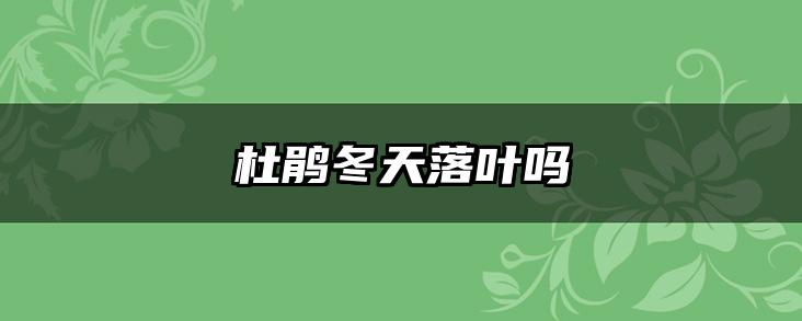 杜鹃冬天落叶吗