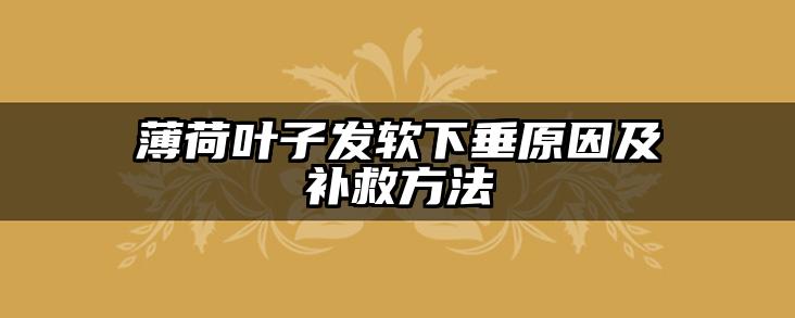 薄荷叶子发软下垂原因及补救方法