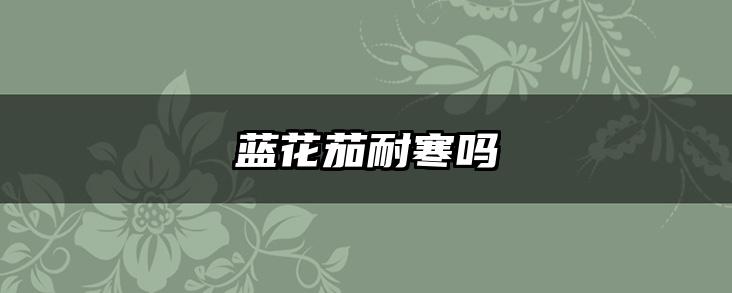蓝花茄耐寒吗
