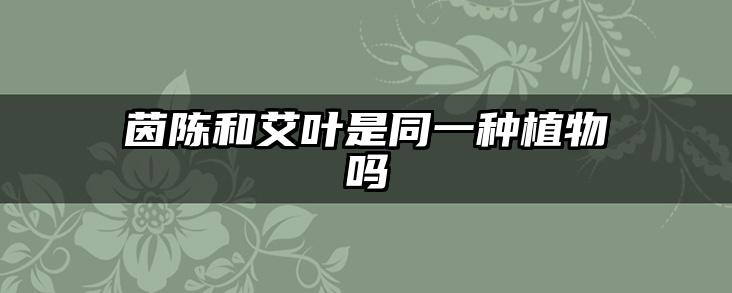 茵陈和艾叶是同一种植物吗