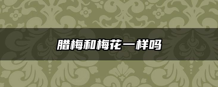 腊梅和梅花一样吗