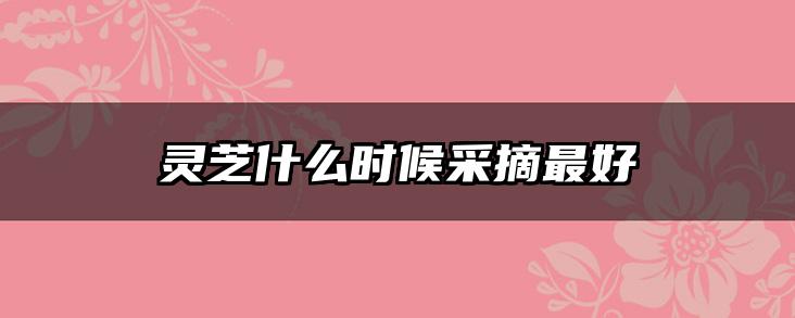 灵芝什么时候采摘最好