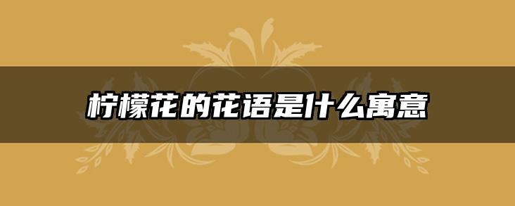 柠檬花的花语是什么寓意
