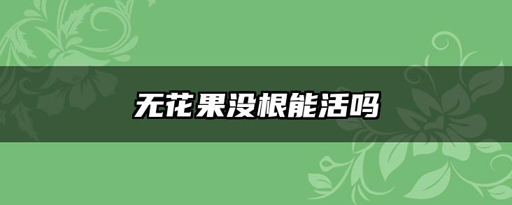 无花果没根能活吗