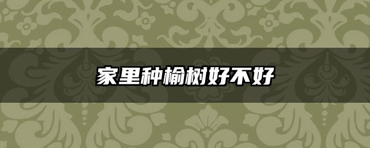 家里种榆树好不好