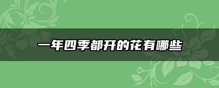 一年四季都开的花有哪些