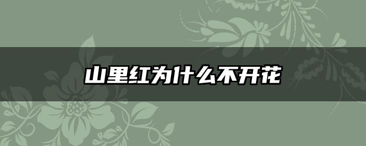 山里红为什么不开花