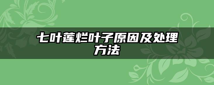 七叶莲烂叶子原因及处理方法