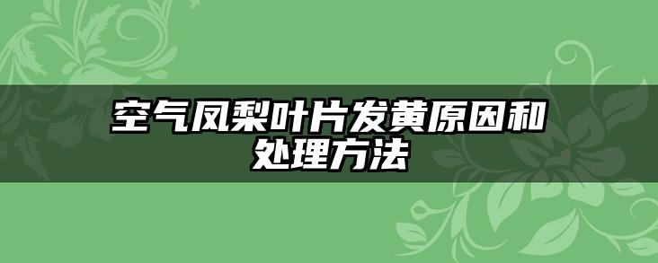 空气凤梨叶片发黄原因和处理方法