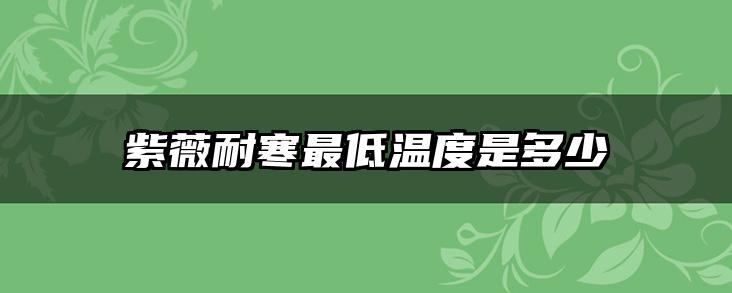紫薇耐寒最低温度是多少