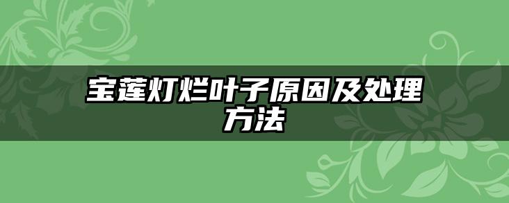 宝莲灯烂叶子原因及处理方法