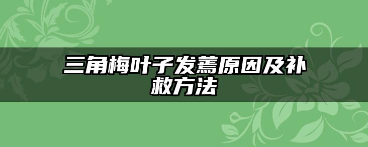 三角梅叶子发蔫原因及补救方法