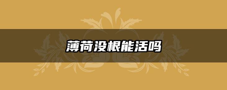 薄荷没根能活吗